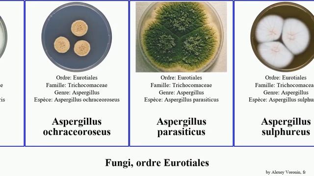 Fungi, ordre Eurotiales aspergillus fungus giganteus parasiticus Penicillium Fuse ochraceoroseus смотреть онлайн