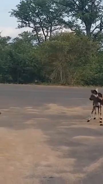 Wild dogs surround the hyena #shorts смотреть онлайн