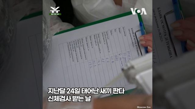 아기 판다 신체검사 받는 날 #shorts смотреть онлайн