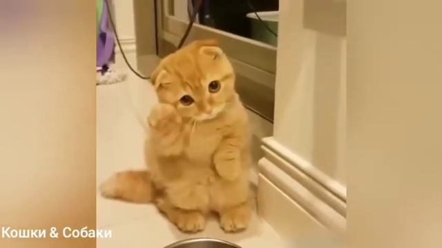 ПРИКОЛЫ С КОШКАМИ | Смешные Коты И Котята! #25 смотреть онлайн