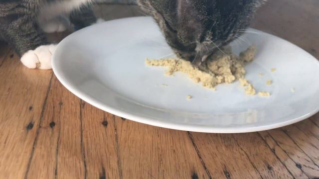 Smalls Cat Food Review | Worth The Price??? смотреть онлайн