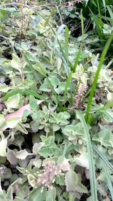 अजवाइन (Hyoscyamus niger) use смотреть онлайн