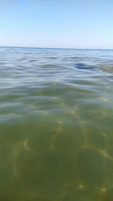 24 августа. Анапа. Дельфин-Красавчик!!! #travel #анапа #отдых смотреть онлайн