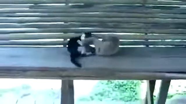 обезьяна и кот смотреть онлайн