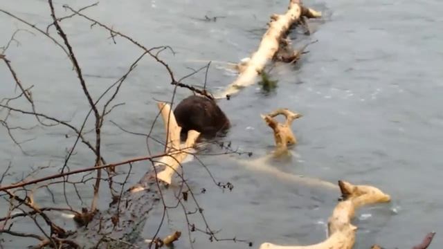 170427 Bow Beaver 5 смотреть онлайн