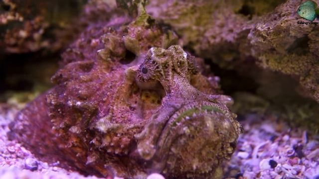 स्टोनफिश के बारे में सब कुछ | Fishing Village | everything about stonefish смотреть онлайн