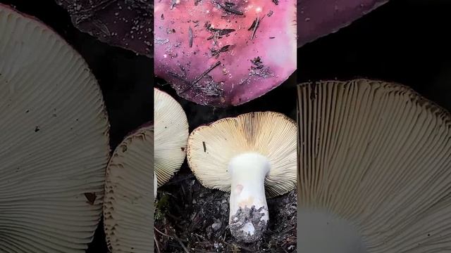Сыроежка буреющая (Russula Xerampelina) Short #shorts