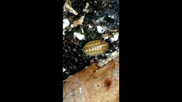 Helleria Brevicornis - Video 001 смотреть онлайн