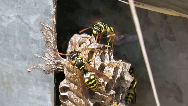 Vespas (Polistes dominula) e o seu vespeiro 5 смотреть онлайн