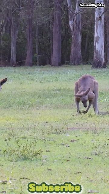Kangaroo: Australia's Iconic Hoppers #explore #travel #wildlife #adventure #wildlife #kangaroo смотреть онлайн