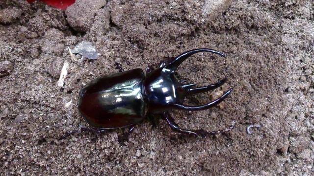 HD Asia's Biggest Beetle Chalcosoma caucasus from Kingdom of Beetle Taiwan (origin :Indonesiea ).MP смотреть онлайн