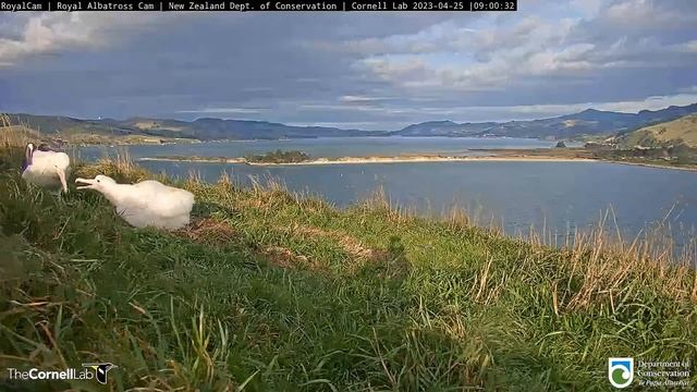 (25.04.2023) Альбатрос. Папа GLY прилетел - Albatross. Dad GLY arrived. смотреть онлайн