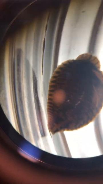 Leech video #2 смотреть онлайн