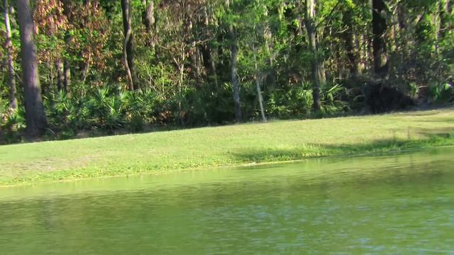 Wow! Alligator Slowly Moves Head & Lies Flat Hidden from Great Blue Heron! Sea Pines Forest Preserv смотреть онлайн