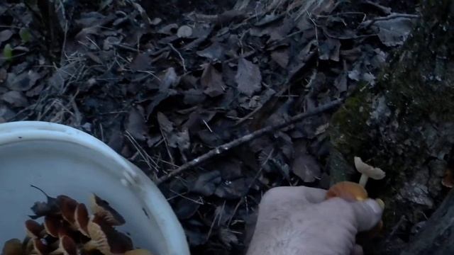 собрал ведро грибов 23 дек 2019