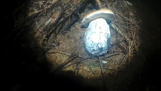 І знову ніч,і знов Роса,а Ми збираємо Гриби И снова ночь, и снова Роса, а Мы собираем грибы