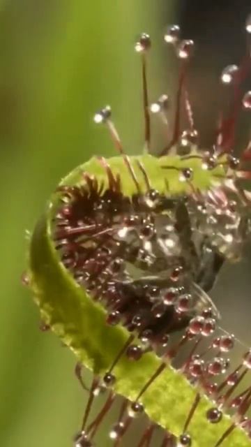 Who Doesn’t Love Hugs? By Carnivore Plants. #shorts #youtubeshorts смотреть онлайн