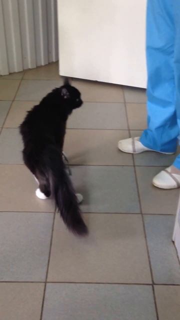 Кот с переломом смотреть онлайн