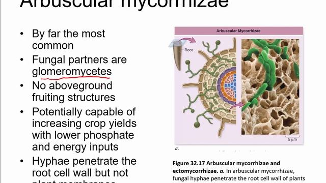 BIOL 1407 Lecture 32.8 Fugal Ecology and 32.9 Fungal Parasites and Pathogens смотреть онлайн