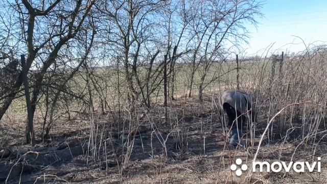 ЖИВЕМ В ДЕРЕВНЕ./ БЕЛАРУСЬ./ Работы в Саду.