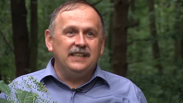 Властивості бузини_Ранок на каналі UA: Житомир 19.06.18 смотреть онлайн