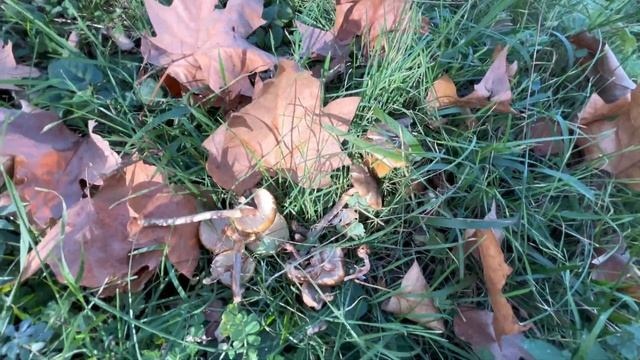 Грибы.Ноябрь 9е.Шашлыки.Грузия.Жара.+19C Опята и Подберёзовики!пикник и ,внезапно,тихая охота 2023 смотреть онлайн