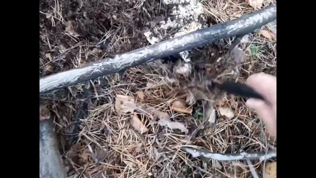 Поход за грибами в лес