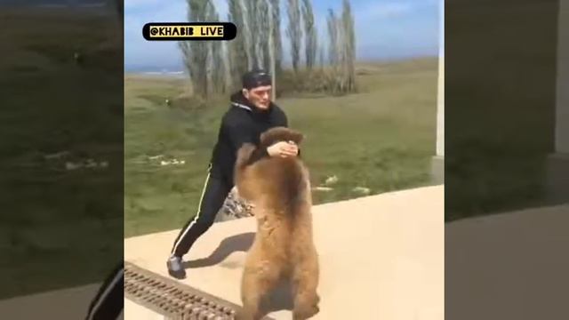 Хабиб борится с медведем смотреть онлайн