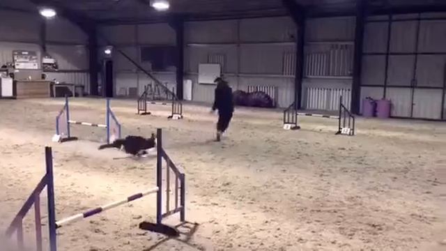 Mouse agility смотреть онлайн