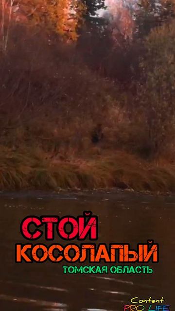 ОПЯТЬ МЕДВЕДЬ / КОСОЛАПЫЙ / ТОМСКАЯ ОБЛАСТЬ #shorts #short #shortvideo #shortsvideo #nature смотреть онлайн