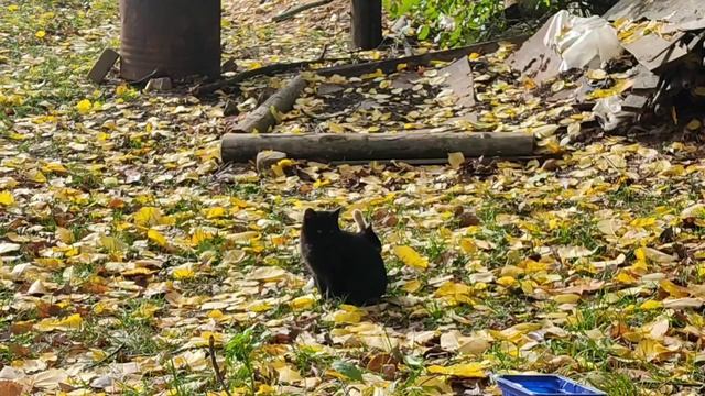 Снова про котиков) смотреть онлайн