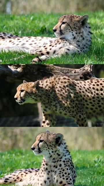 #wild #wildlife #cheetah #cheetahphotos #cheetahphotography #india #videography #wildlifephotograph смотреть онлайн