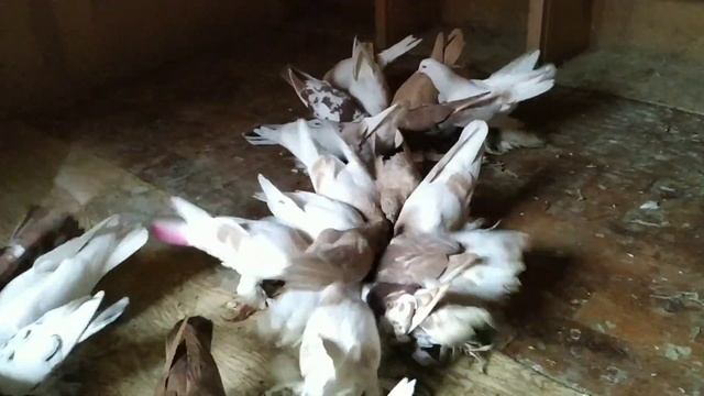 Критикам желаю иметь хотя бы таких голубей. смотреть онлайн