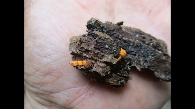 Ophiocordyceps variabilis смотреть онлайн