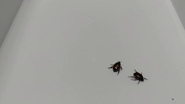 Popillia japonica смотреть онлайн