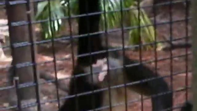 Monkey Dick смотреть онлайн