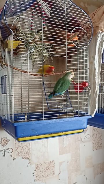 Гости у Чегевары,чему она не особо рада😁😁😁😁#неразлучники #lovebirds #домашниепопугаи #love #попугай смотреть онлайн
