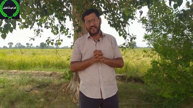 Brown Leaf Spot Of Potato Is A Dangerous Disease. True Identification