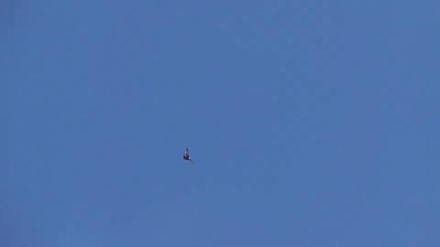 Два голубя покрылись смотреть онлайн