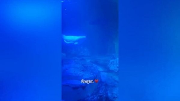 3 дня в Валенсии. Океанариум. «Silent» влог