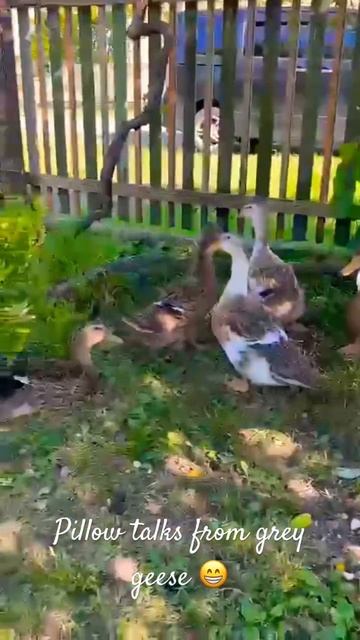 Разговаривающие гуси #shorts #гуси #duck #ducks #geese #geeselive #animals смотреть онлайн