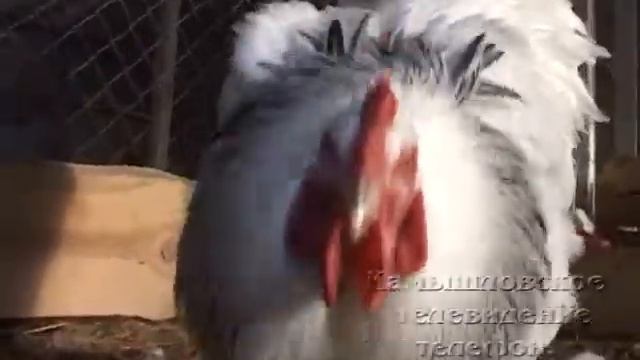 Главная гордость - пернатые питомцы смотреть онлайн