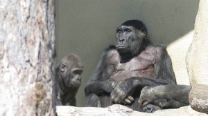 ГОРИЛЛЫ ВЫШЛИ В УЛИЧНЫЙ ВОЛЬЕР