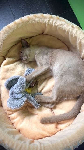 RUMIIA JASPER - шоу котенок европейская бурма.. #burmese #catsofyoutube #supercats #burma смотреть онлайн