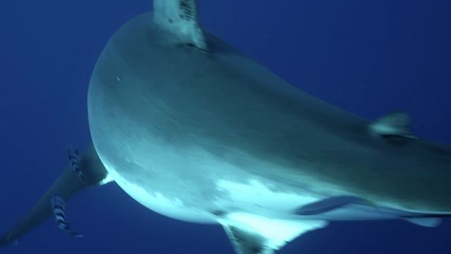 A Great White Female Shark named "Lady Bolton" смотреть онлайн