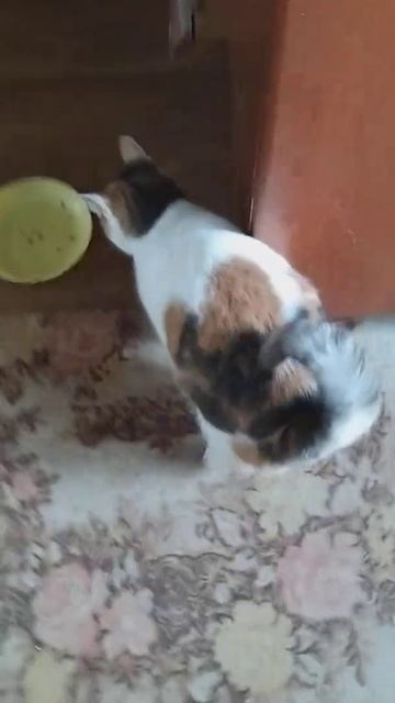 Черепаховая кошка Даша осталась без хозяина и ищет новый дом смотреть онлайн