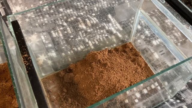Wish Me Luck / Housing 2 Tarantula’s смотреть онлайн