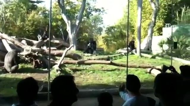 dinosaur goes boom like a GORILLA смотреть онлайн