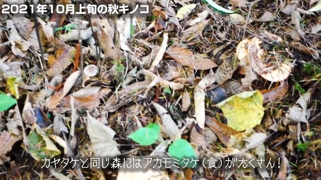 なんと三度び舞茸ゲット！さらにクロカワやクリタケ、カヤタケもたくさん見つけました！ смотреть онлайн