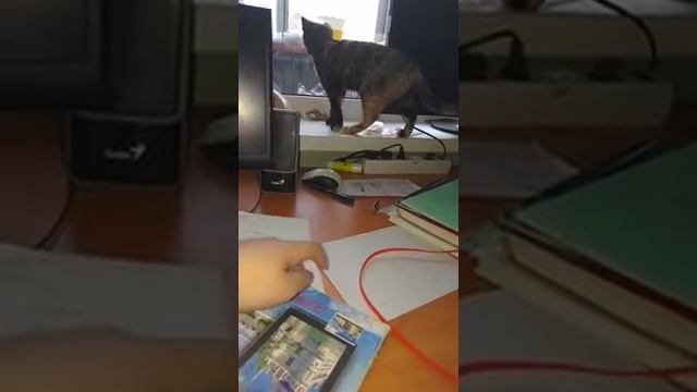 Детектив на воле😲 смотреть онлайн